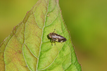 Common Froghopper (Philaenus spumarius). Family Aphrophoridae. On a leaf of Enchanter's nightshade ( Circaea lutetiana). Dutch garden. Summer, June. 