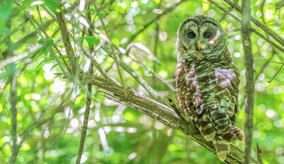 Barred owl perched in a tree.