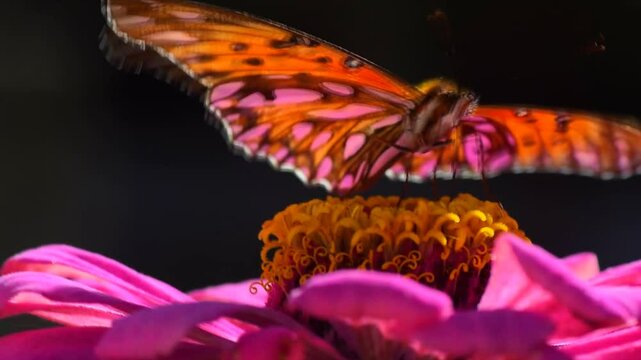 Gulf fritillary butterfly sucking nectar from a purple zinnia flower in the garden 