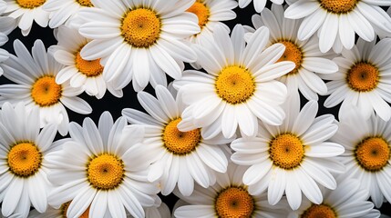 Fototapeta premium Blooming Daisy flowers composition. A close-up view of numerous white daisies with yellow centers, creating a vibrant and fresh floral pattern. Filled on full screen.