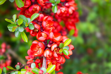 Blossom of bright Japanese Quince in spring. Red flowers of Maule's quince. Chaenomeles japonica from the Rosaceae family. Interesting nature concept for background design. Cydonia blooming