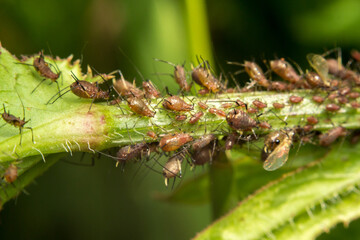 Aphid, Aphidoidea, on a green plant stem, macro