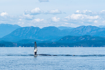 Obraz premium Humpback Salute A humpback point a pectoral fin to the sky on a clear BC day