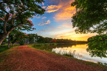 road landscape view and tropical red flowers Royal Poinciana or The Flame Tree (Delonix regia) of the reservoir with cloudy blue sunset sky the forest summer naturel background.