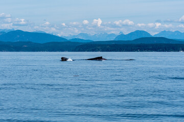 Obraz premium Playful humpback calf A young humpback calf does a small breach and rolls back as mom swims close by