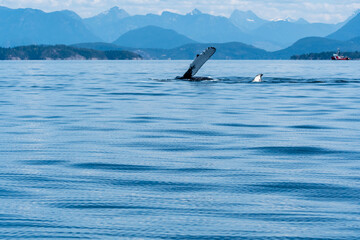Fototapeta premium Humpback Whale Rolls A humpback whale, lunge feeding in the waters of BC. Close up you can see the barnacles and so many markings on the rough skin gracefully rolls onto its side, raising a huge pect