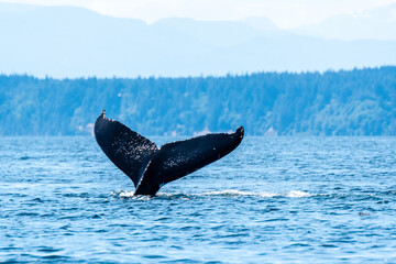 Fototapeta premium Glistening Humpback Fluke Sunlight glistens on the fluke of a humpback whale as the whale starts to dive