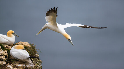 Northern Gannet, Morus bassanus, birds in flight over cliffs, Bempton Cliffs, North Yorkshire, England