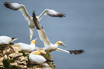 Northern Gannet, Morus bassanus, birds in flight over cliffs, Bempton Cliffs, North Yorkshire, England