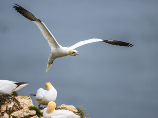 Northern Gannet, Morus bassanus, birds in flight over cliffs, Bempton Cliffs, North Yorkshire, England