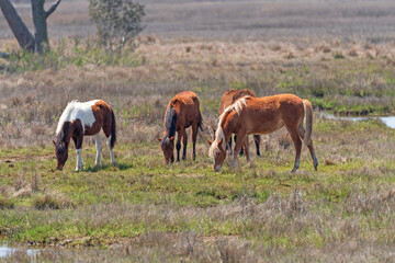 Colorful Wild Ponies Grazing in a Wetland