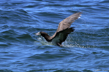 Um Atobá em ação pescando e levantando voo do mar  em Ponta Negra - Maricá - RJ