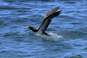 Um Atobá em ação pescando e levantando voo do mar  em Ponta Negra - Maricá - RJ