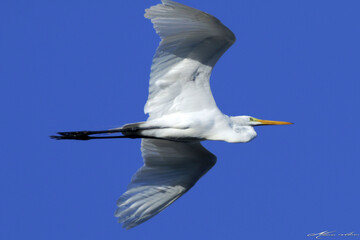 Um majestoso voo de uma garça-branca-grande sobre o Canal de Ponta Negra - Maricá - RJ