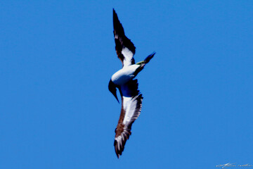 Um Atobá em ação pescando e levantando voo do mar  em Ponta Negra - Maricá - RJ