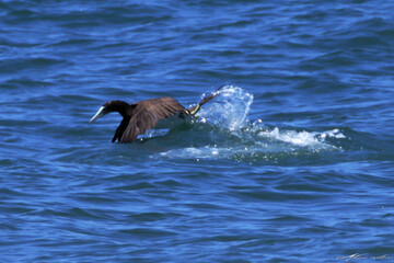 Fototapeta premium Um Atobá em ação pescando e levantando voo do mar em Ponta Negra - Maricá - RJ