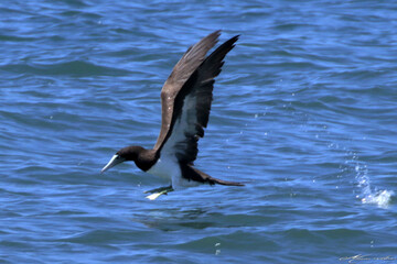 Um Atobá em ação pescando e levantando voo do mar  em Ponta Negra - Maricá - RJ