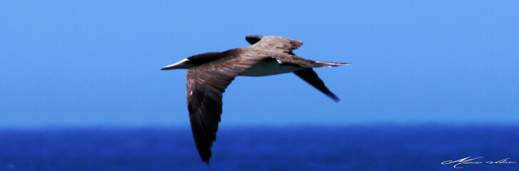 Um Atobá em ação pescando e levantando voo do mar  em Ponta Negra - Maricá - RJ