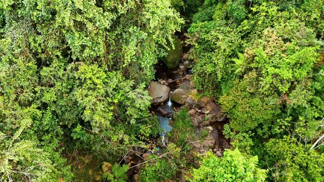 Peque&ntilde;o r&iacute;o dentro de una selva verde con mucha vegetaci&oacute;n y naturaleza