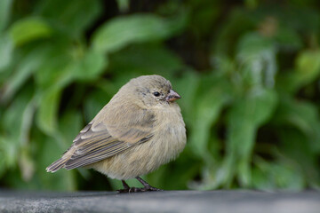 Small Tree-Finch (Camarhynchus parvulus), one of Darwin's finches on the Galapagos Islands. A member of the Galapagos finch group, the Small Tree-Finch lives on Santa Cruz and other Galapagos islands.