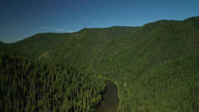 Aerial of North Fork of Clearwater River surrounded by pine tree forest in Idaho in summer
