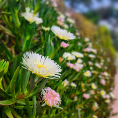 Blossom Succulent Carpobrotus look like a carpet. Beautiful bright pink flowers amond juicy green leaves.