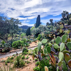 Cactus garden in spring. Botanical park. Exocacti, opuntia, yucca, agaves, aloe, other succulents.