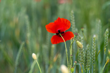 Obraz premium red poppy flower