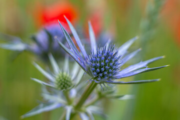 flower of a thistle