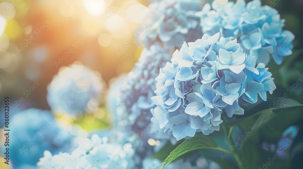 Poster blue hydrangea flowers in the garden in summer closeup soft selective focus : generative ai