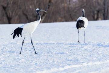 Obraz premium タンチョウ 