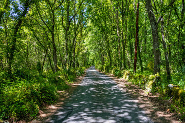 Perspective road with abundant vegetation around