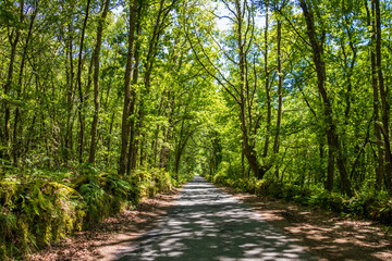 Perspective road with abundant vegetation around