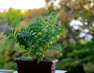 hornamental fern in vase in selective focus. Tropical fern