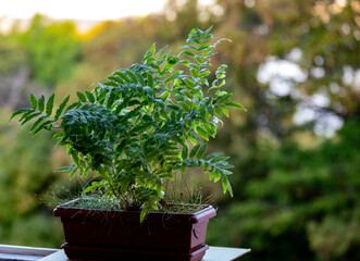 hornamental fern in vase in selective focus. Tropical fern