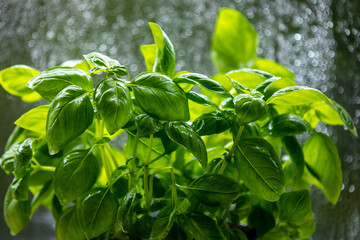 Special basil plant for pizzas and Italian recipes