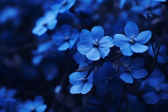 A close-up shot of vibrant blue blossoms in full bloom, showcasing nature's beauty with a blurred background to highlight the intricate details and allure of the flowers.
