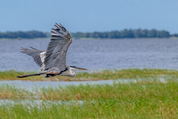 bird in nature 