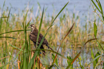 bird in nature 
