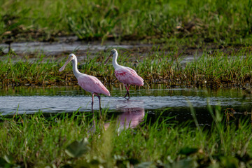 nature in fishing camp