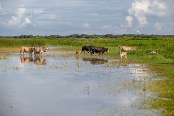 mimosa tree blooming