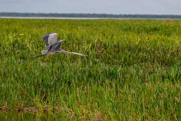 mimosa tree blooming
