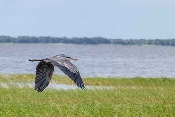 bird