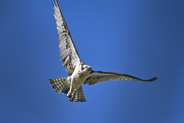 osprey in flight