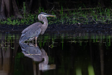 bird