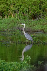 bird