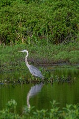blue heron