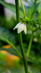 lily of the valley in water