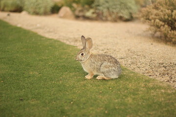 rabbit in the grass