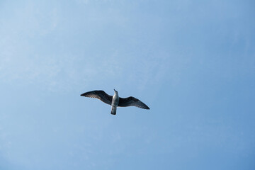 A seagull flies through the clear blue sky, wings outstretched.